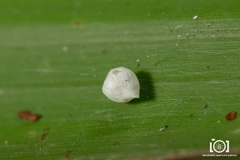 Chrysso albomaculata