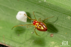 Chrysso albomaculata