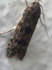 Blastobasis marmorosella