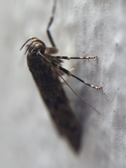 Blastobasis marmorosella