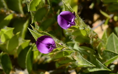 Psoralea imbricata