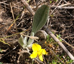 Goodenia robusta
