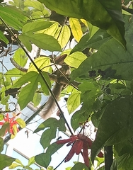 Callosciurus notatus