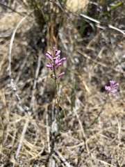 Comesperma polygaloides