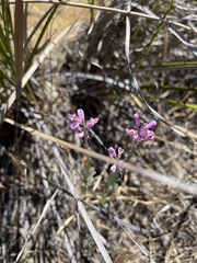 Comesperma polygaloides