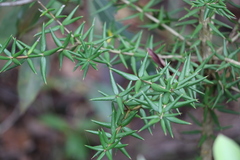 Alyxia ruscifolia