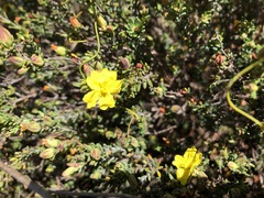 Hibbertia devitata