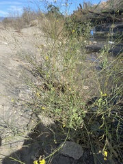 Brassica fruticulosa