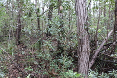 Alyxia ruscifolia