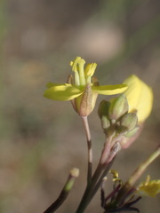 Brassica fruticulosa