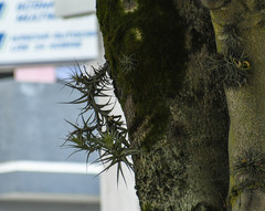 Tillandsia incarnata