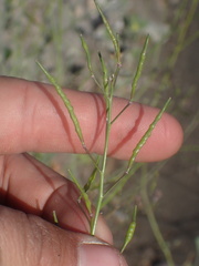 Brassica fruticulosa