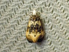 Phalonidia memoranda