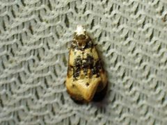 Phalonidia memoranda