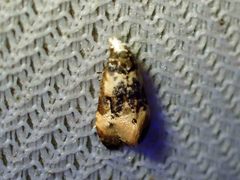 Phalonidia memoranda