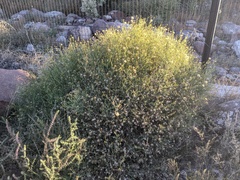 Porophyllum scoparium