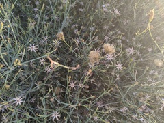 Porophyllum scoparium