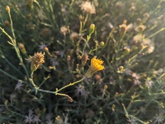 Porophyllum scoparium