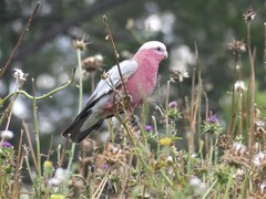 Eolophus roseicapilla