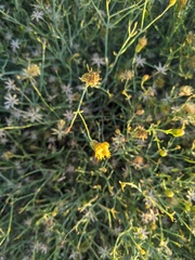 Porophyllum scoparium