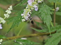 Megachile disjunctiformis