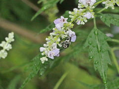 Megachile disjunctiformis