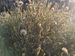 Porophyllum scoparium