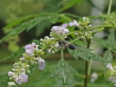 Megachile disjunctiformis