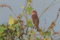 Carpodacus erythrinus