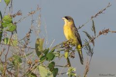 Emberiza melanocephala