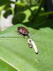 Cermatulus nasalis nasalis