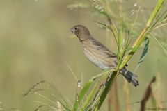 Carpodacus erythrinus