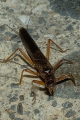 Gripopterygidae