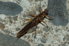 Gripopterygidae