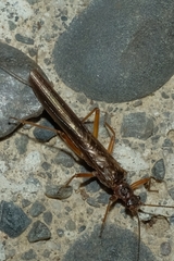 Gripopterygidae