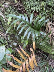 Microsorum novae-zealandiae