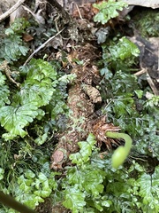 Microsorum novae-zealandiae