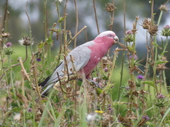 Eolophus roseicapilla