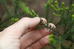 Acacia brunioides