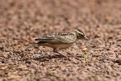 Galerida modesta