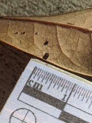 Neuroterus saltatorius texanus