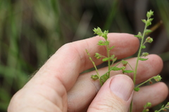 Gonocarpus teucrioides