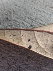 Neuroterus saltatorius texanus