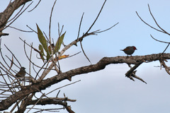 Pytilia hypogrammica