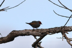 Pytilia hypogrammica