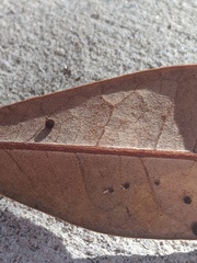 Neuroterus saltatorius texanus