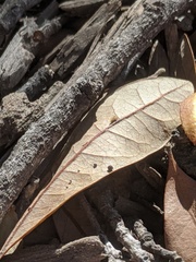 Neuroterus saltatorius texanus