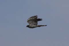 Accipiter ovampensis