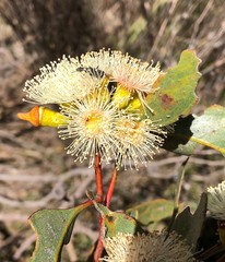 Eucalyptus incrassata