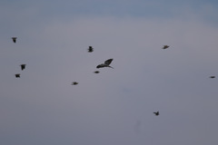 Accipiter ovampensis